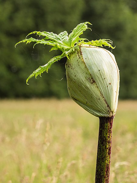 File:Bloemknop van een Berenklauw (Heracleum) 12-06-2022. (d.j.b 02.jpg