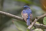 Thumbnail for Blue-throated blue flycatcher