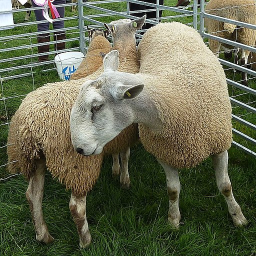 Blue Faced Leicester sheep at Llanfair Show - geograph.org.uk - 3700694