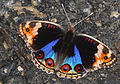 Babočka Junonia orithya