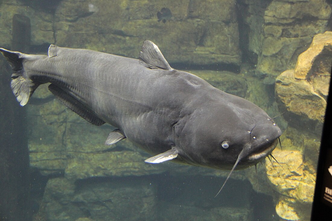 Ictalurus furcatus