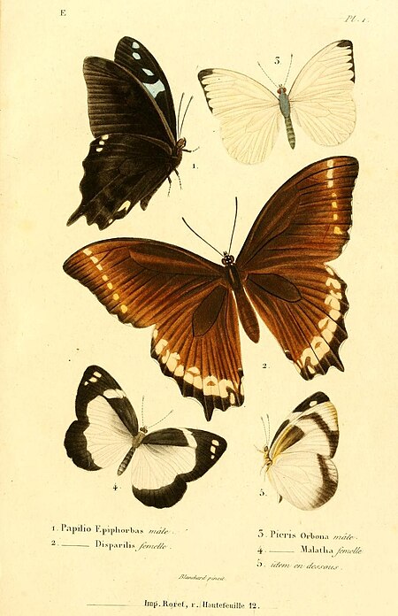 Tập_tin:Boisduval1833FaunEntMadagascarLepidPlate1.jpg