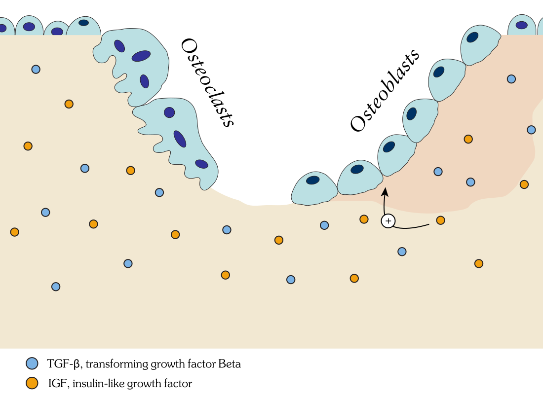 Ossification