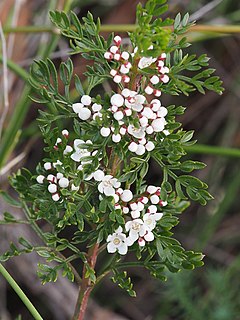 <i>Boronia anethifolia</i> species of plant