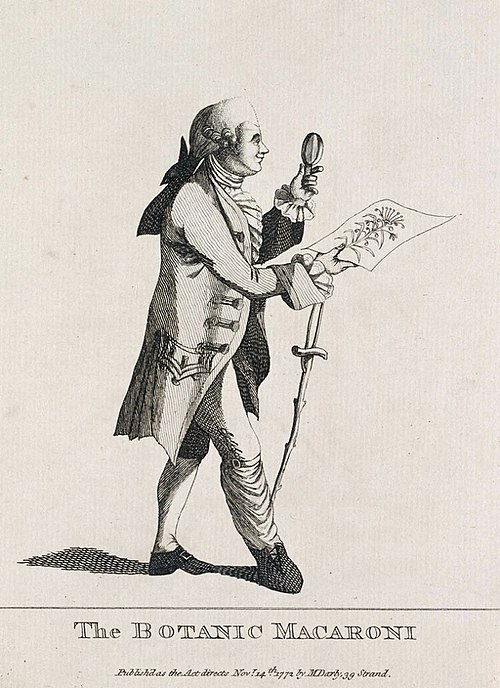 Satire on Banks titled "The Botanic Macaroni", by Matthew Darly, 1772: A macaroni was a pejorative term used for a follower of exaggerated continental