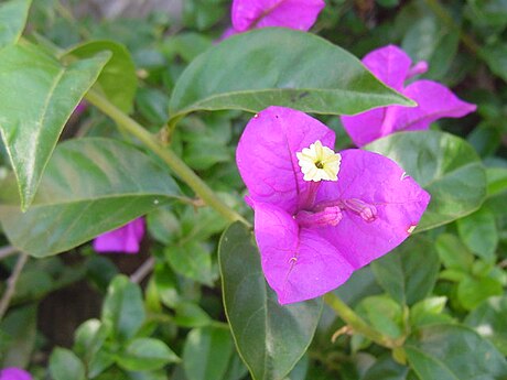 Bougainvillea