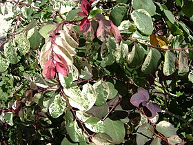 Breynia disticha, leaves.jpg