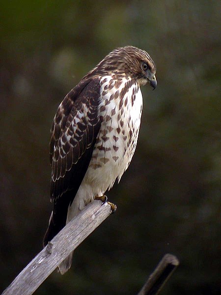 File:Broad-winged Hawk.jpg