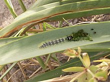 Larva boring into a sea daffodil leaf Brythis crini1.JPG