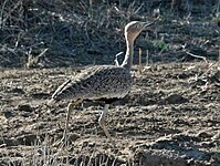 Bustard, Buff-crested Lophotis gindiana