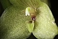 Bulbophyllum oblongum Labellum