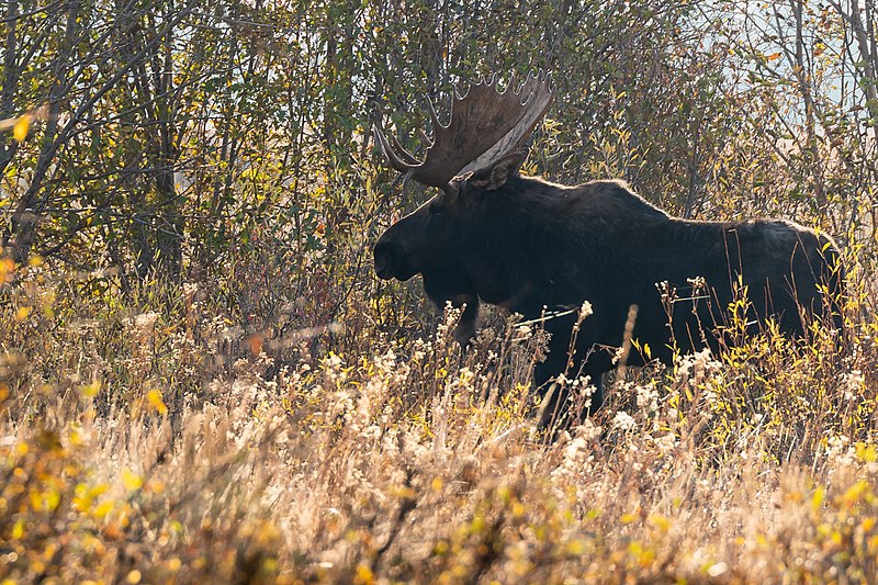 File:Bull Moose in Tall Grass (50508133902).jpg