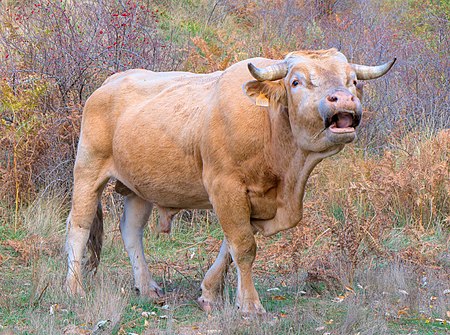 Tập_tin:Bull_feeding_in_Capileira,_Sierra_Nevada_National_Park_(DSCF5559).jpg