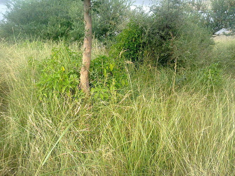 File:Bushes and Tree.jpg