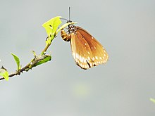 Butterfly Wikipedia