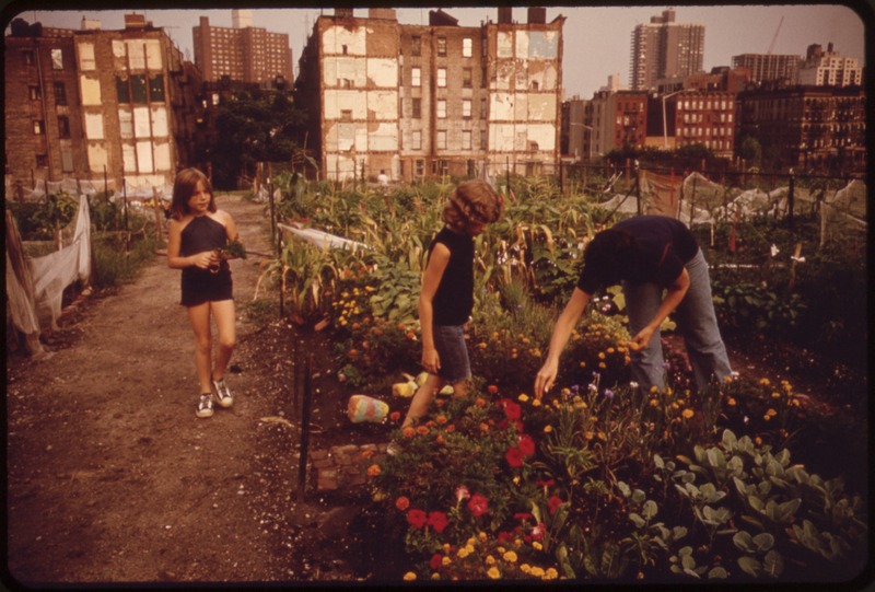 File:CITY "FARMERS" CULTIVATE THRIVING GARDEN. VOLUNTEERS WERE ASSIGNED THEIR PLOTS BY COMMUNITY ASSOCIATION. THE SQUARE... - NARA - 551621.tif