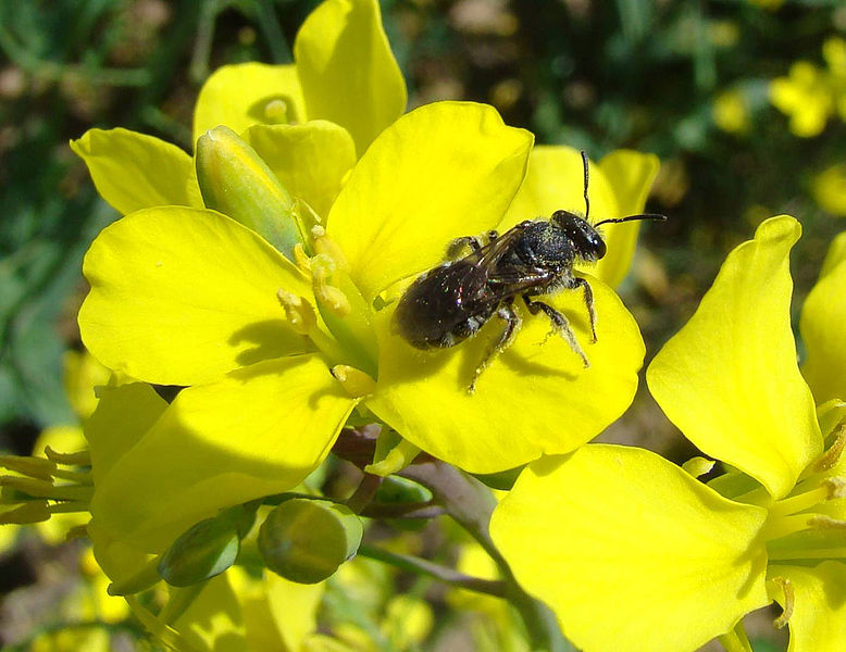 File:CSIRO ScienceImage 11051 Bee on a flower.jpg