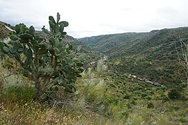 Cactus Opuntia ficus-indica Higo Chumbo Camino de Hierro, La Fregeneda, Arribes del Duero.jpg