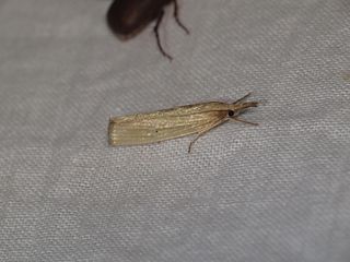 <i>Calamotropha leptogrammellus</i> Species of moth