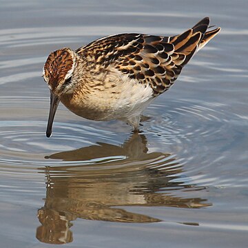 File:Calidris acuminata (front).JPG