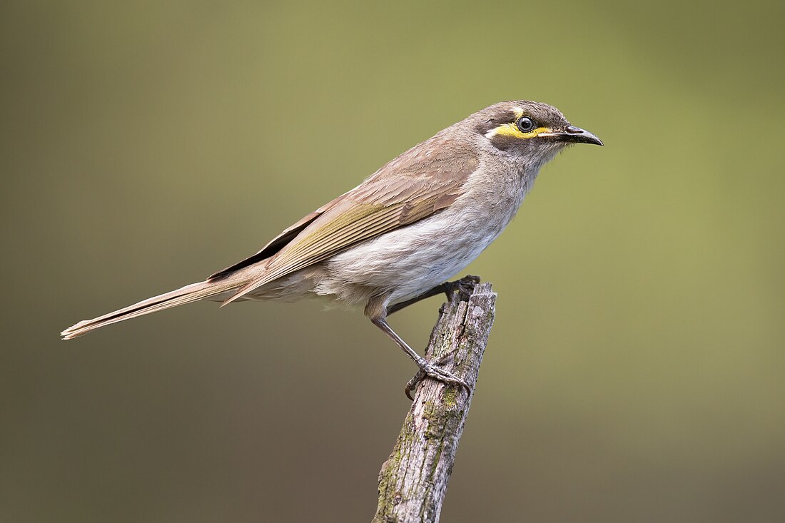 Yellow-faced honeyeater