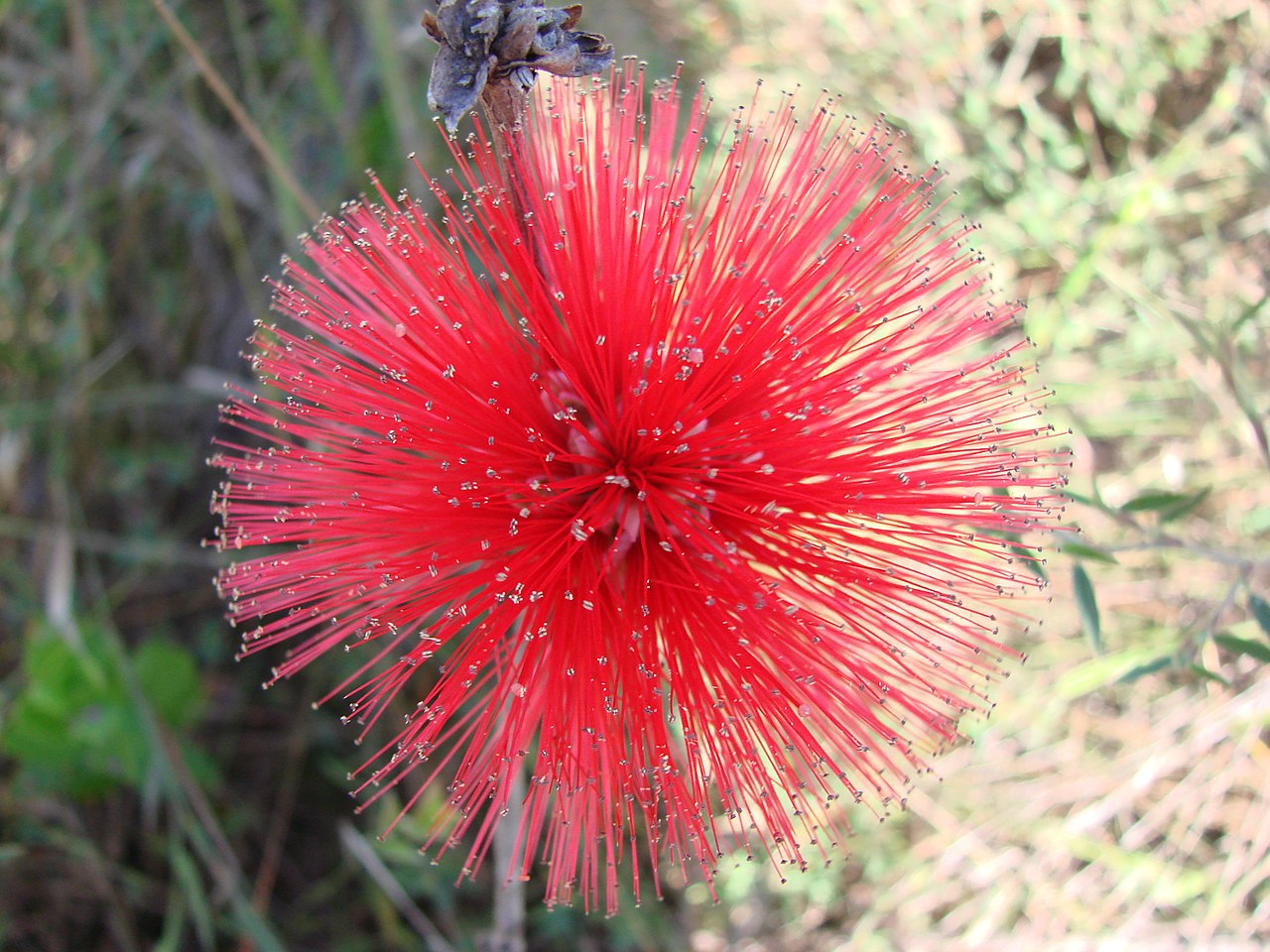 Ficheiro:Calliandra dysantha.jpg – Wikipédia, a enciclopédia livre