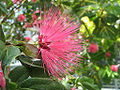 Calliandra emarginata - Pink Powderpuff - desc-flower.jpg