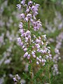 Calluna vulgaris