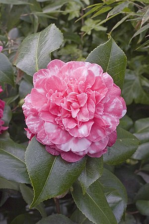 Camellia.japonica.cv.Colombo.7169.jpg