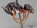 Thumbnail for Camponotus modoc