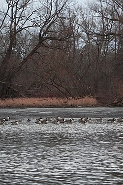 Canada Geese (Branta canadensis)