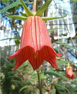 Canarina canariensis.