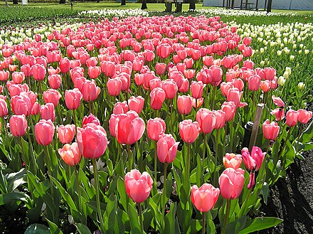 Canberra Floriade occurs during the Australian spring