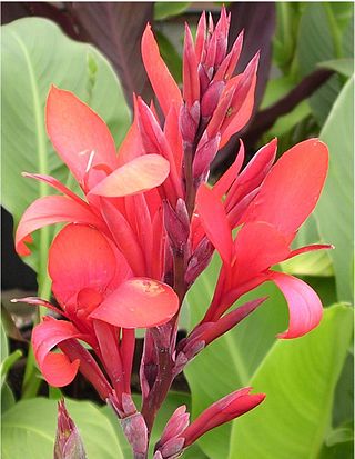 <i>Canna coccinea</i> Species of flowering plant