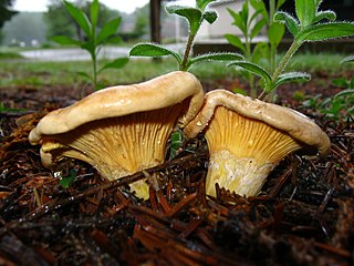 <i>Cantharellus enelensis</i> Species of fungus