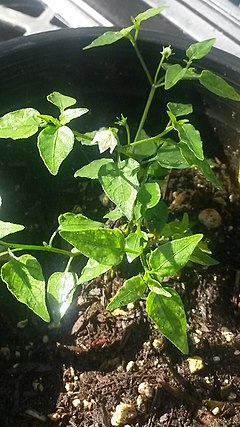 Capsicum chacoense plant.jpg