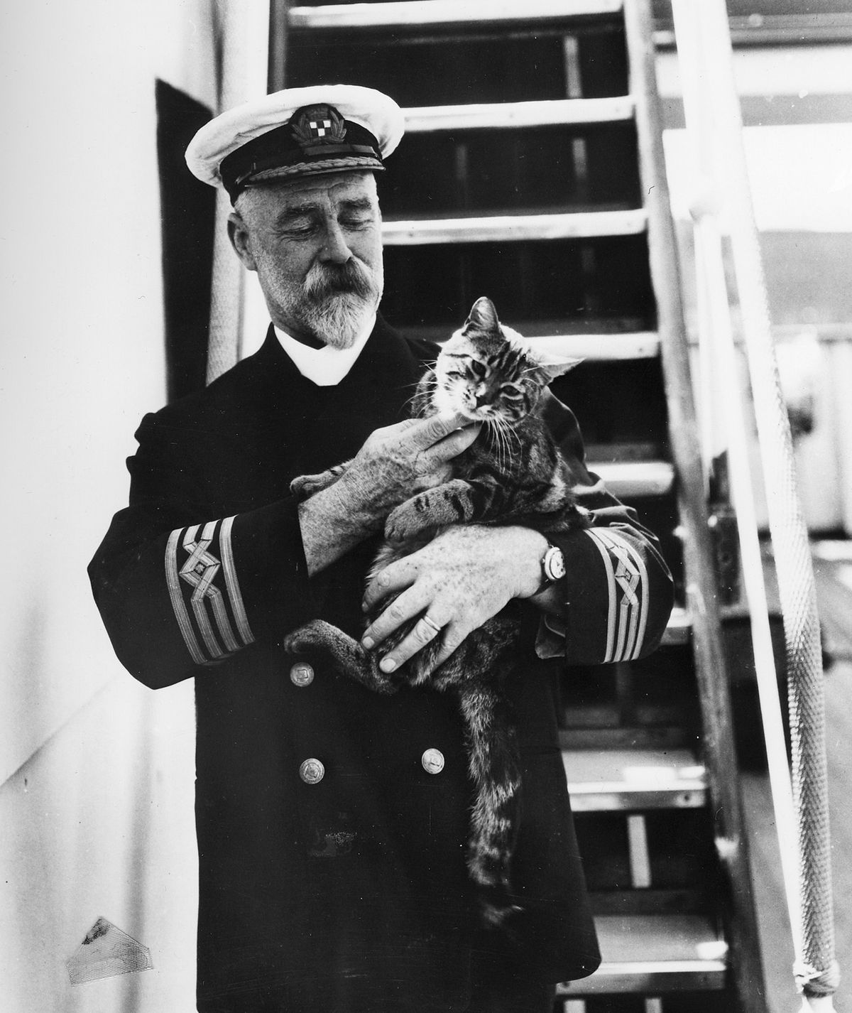 Ship's cat - Wikipedia