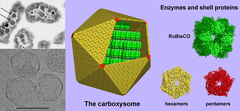 Carboxyzome