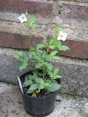 Cardamine waldsteinii (17375943704) .jpg