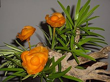 Carrot Poppy Arrangement.jpg