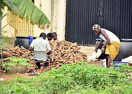 Cassava processing., the local ways of processing cassava in Africa, Nigeria 01.jpg
