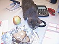 Cat for breakfast (3256181760).jpg