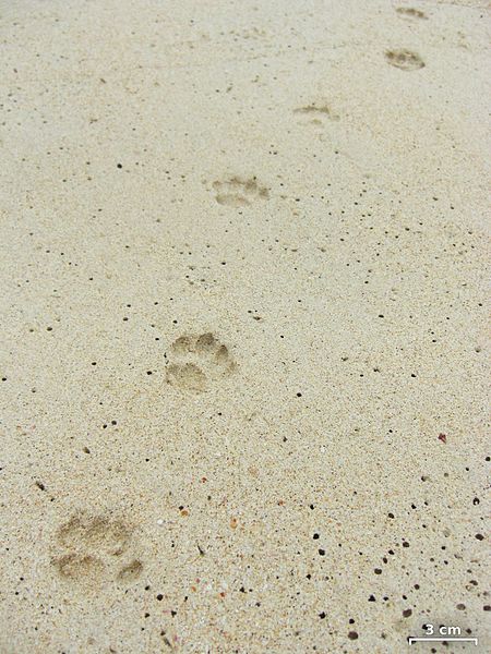 File:Cat tracks - Flickr - pellaea.jpg