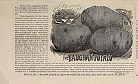 Catalog of seed potatoes (1891) (20397449419) .jpg