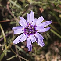 Catananche bleue.