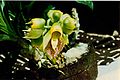 Catasetum macrocarpum - Flickr 003.jpg