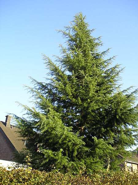 File:Cedrus deodara Himalajazeder.JPG