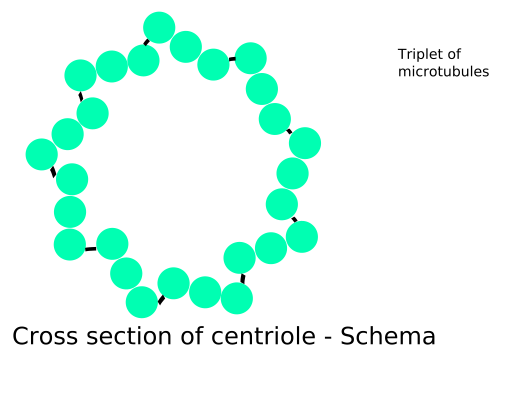 File:Centriole-schema.SVG