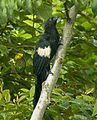 Goliath coucal