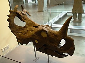 Centrosauruksen kallo museossa Melbournessa, Australiassa.